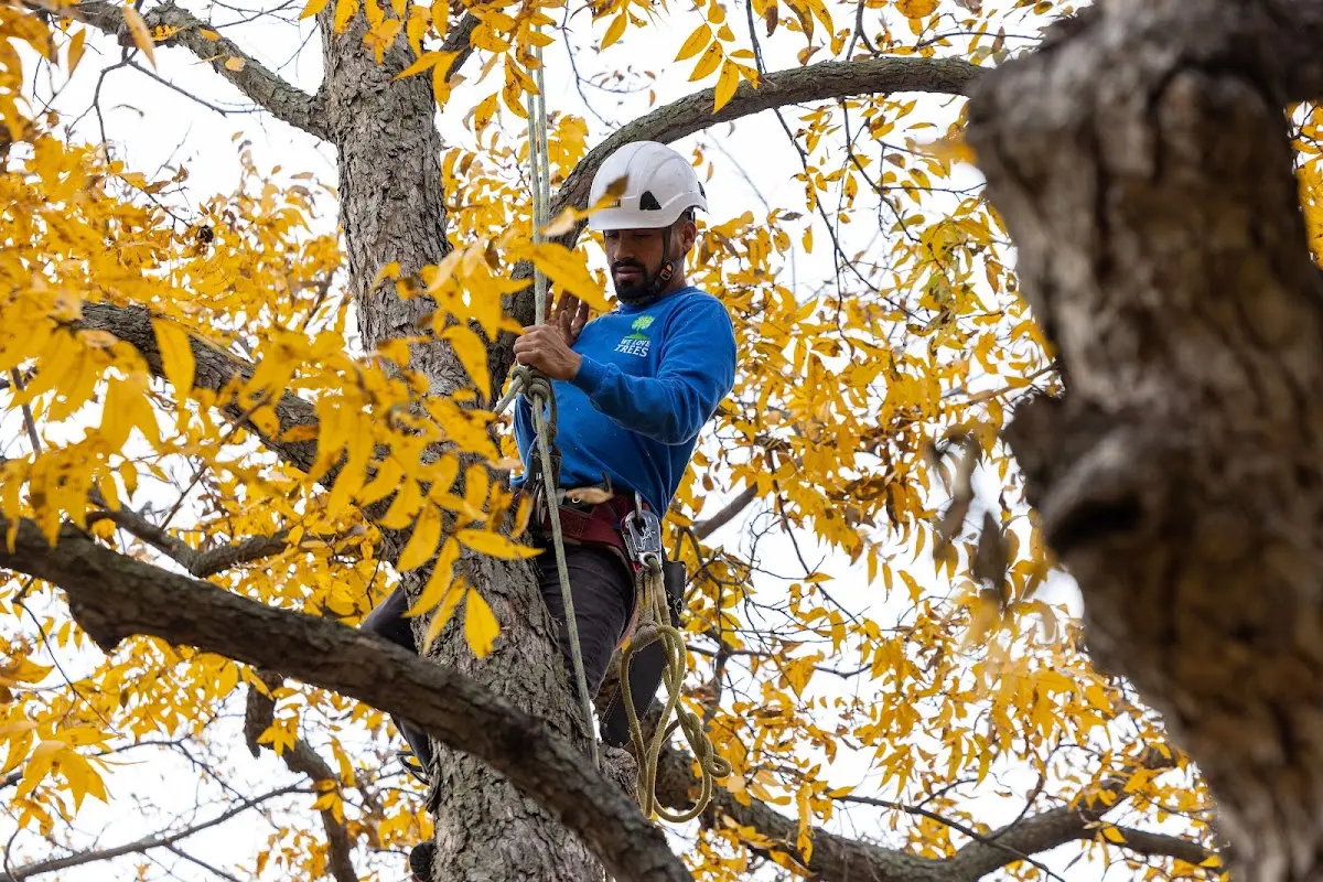 Skilled Storm Damage Cleanup crew working in Campo