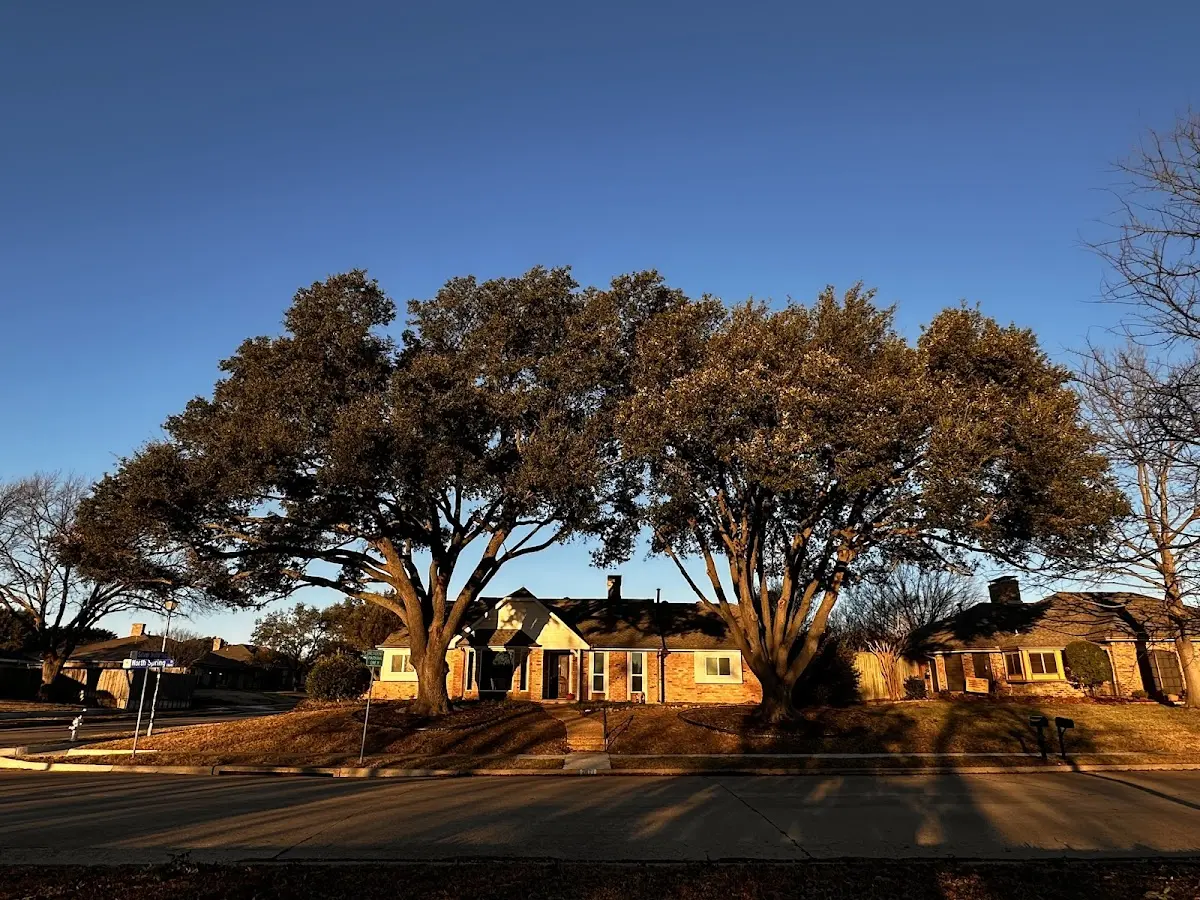 Established residential canopy tree shading a home in Campo